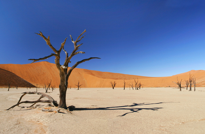 The Ecology of Deserts: Survival in Extreme Environments