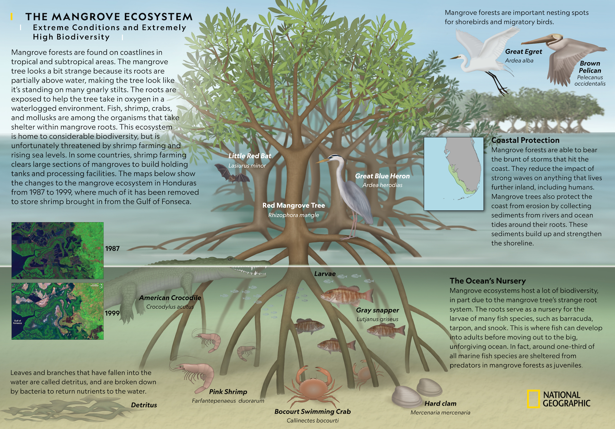The Importance of Mangrove Ecosystems