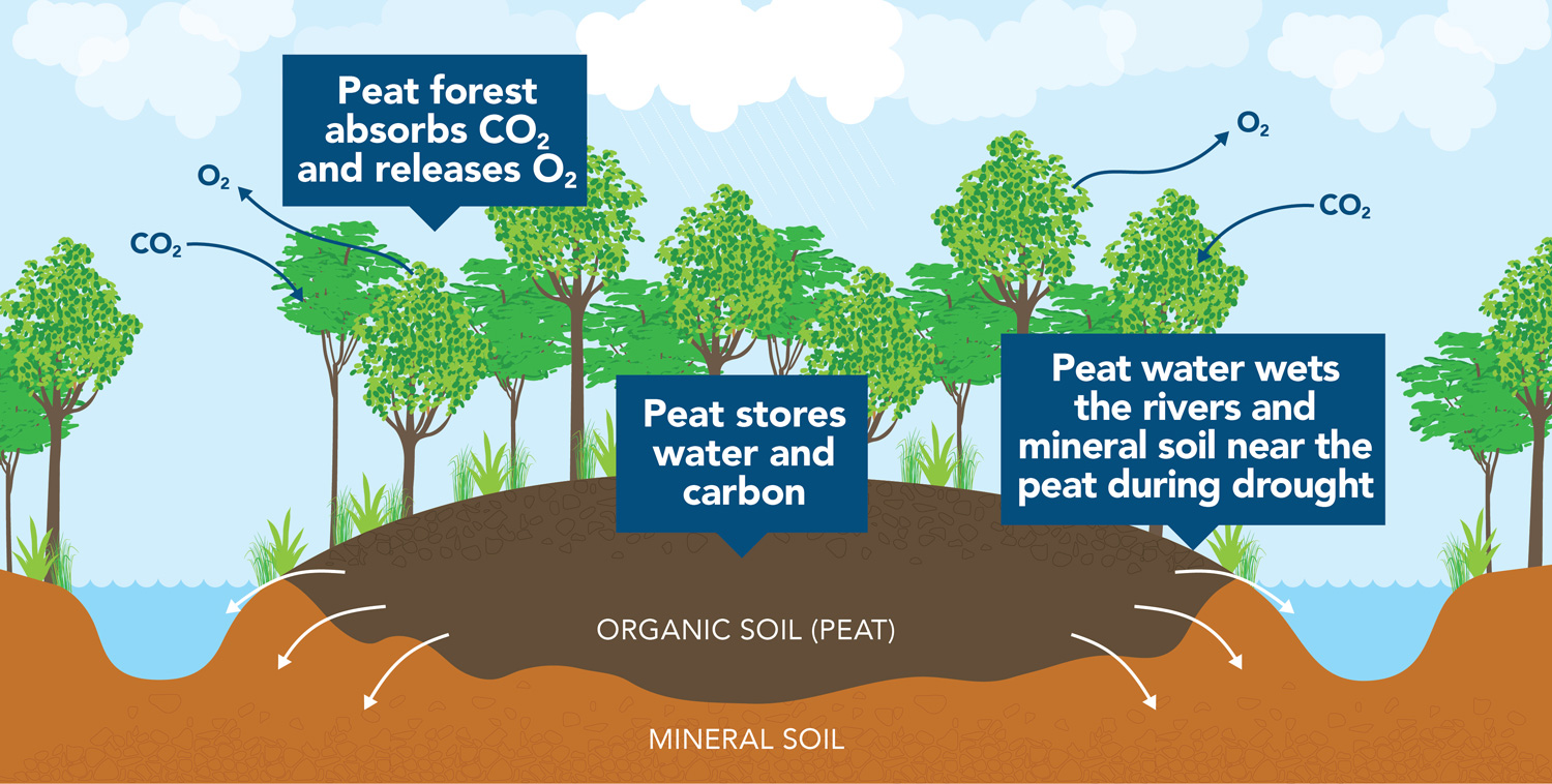 The Role of Peatlands in Global Carbon Sequestration