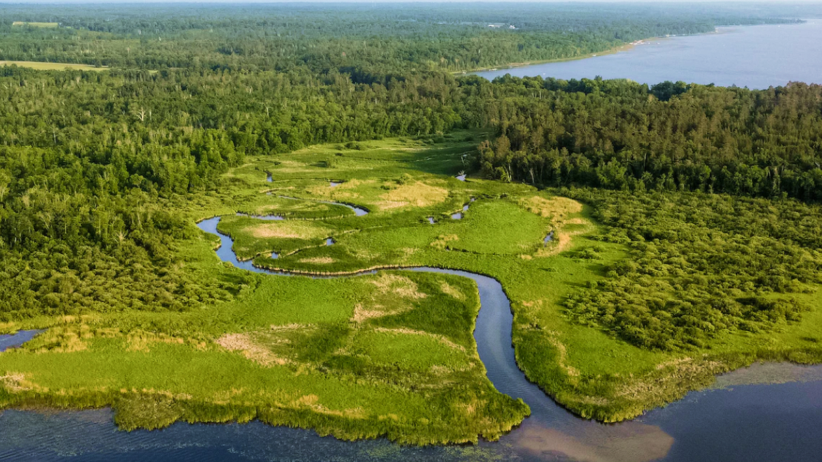 The Importance of Rewilding for Ecosystem Restoration