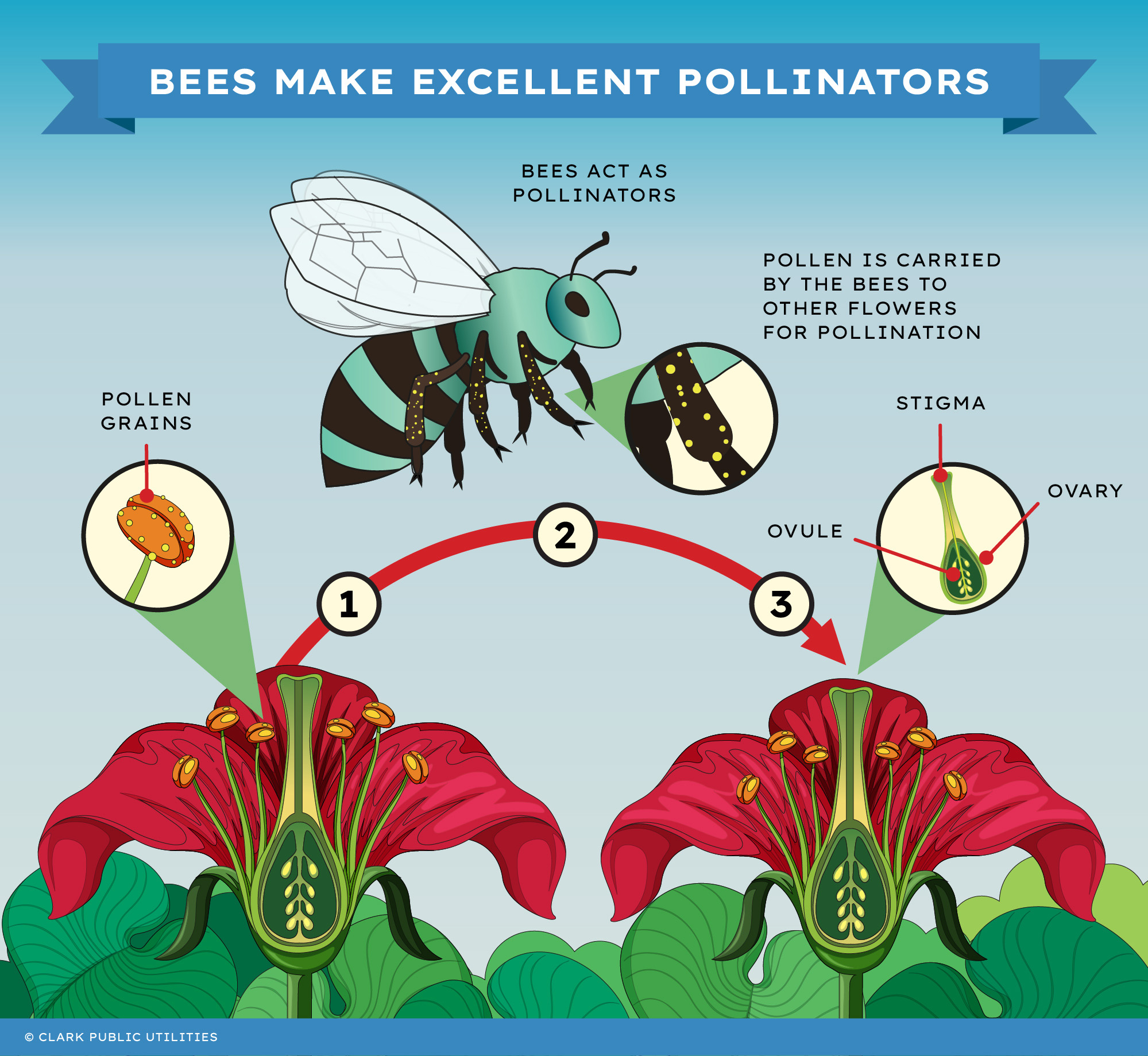 The Importance of Pollinators in Agricultural Ecosystems