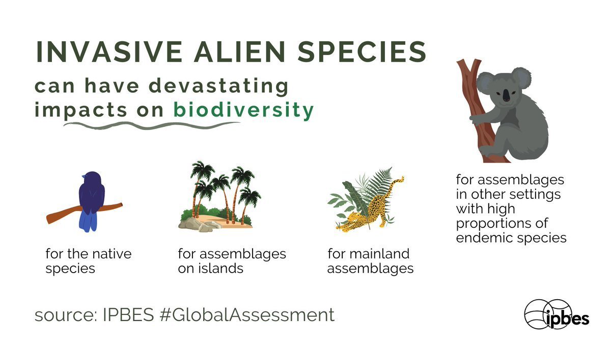 The Threat of Invasive Species to Native Ecosystems